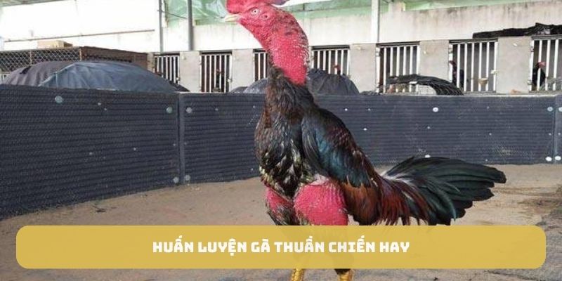 Huấn luyện gà thuần chiến hay