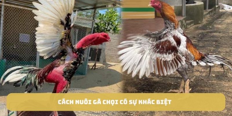 Cách nuôi gà chọi có sự khác biệt 