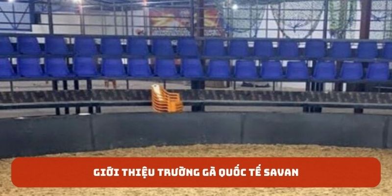 Giới thiệu đến bạn đọc về trường gà quốc tế Savan