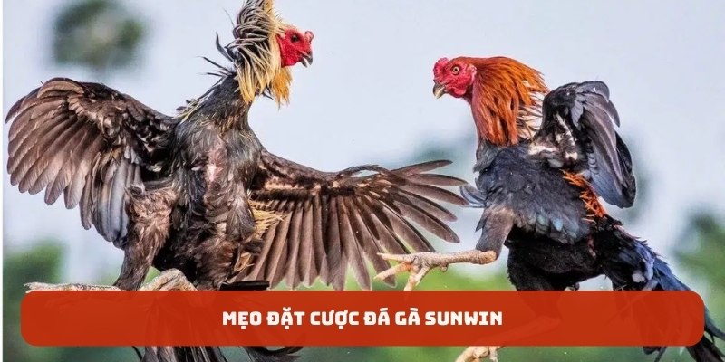 Mẹo đặt cược đá gà Sunwin