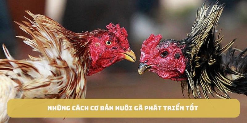 Những cách cơ bản nuôi gà phát triển tốt 