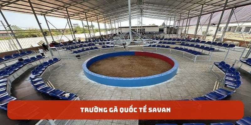 truong-ga-quoc-te-savan (2)