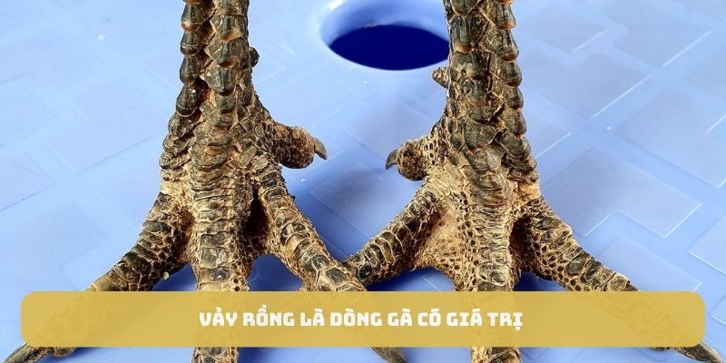 rồng rồng là dòng gà có giá trị